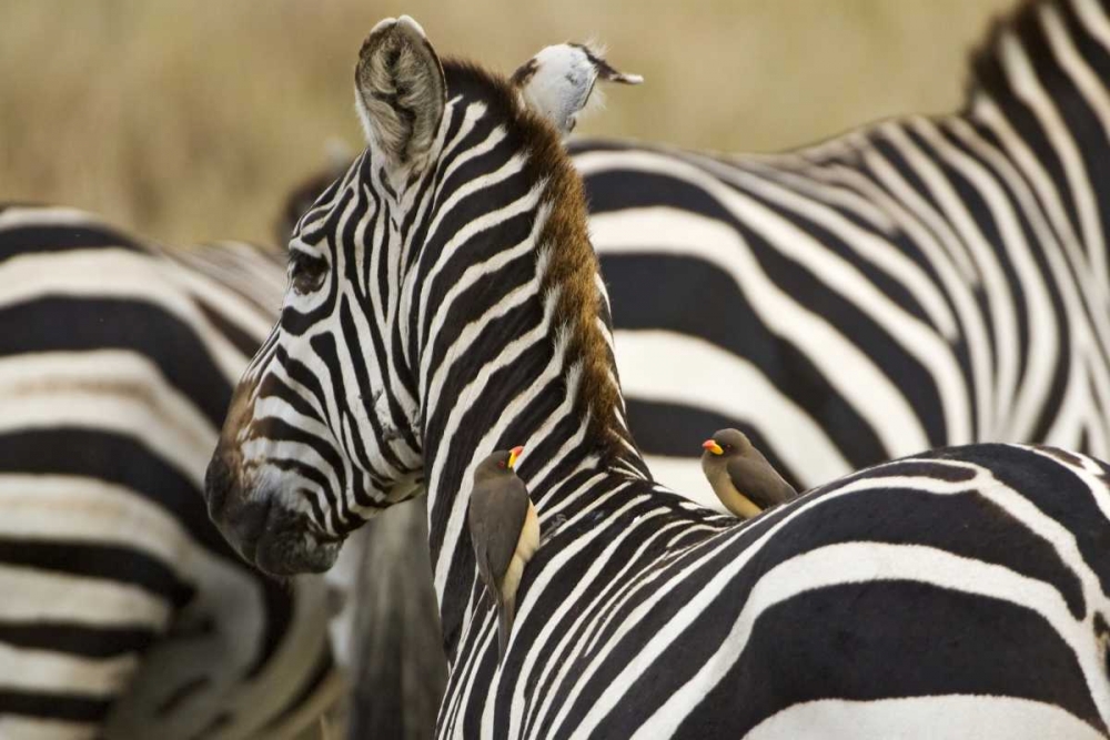 Kenya, Masai Mara Zebra with oxpecker birds